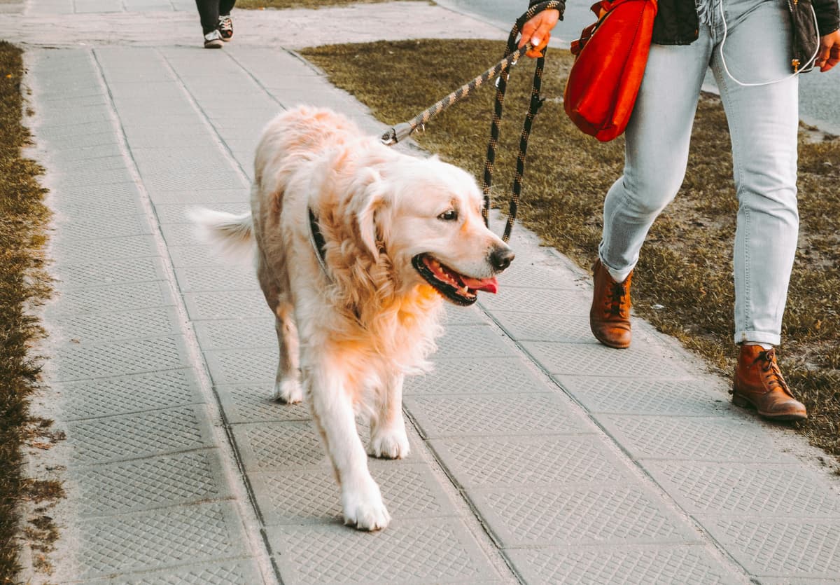 Dog Walking Service