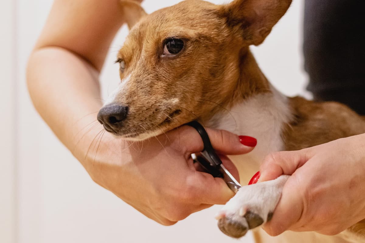 Mobile Dog Grooming Service