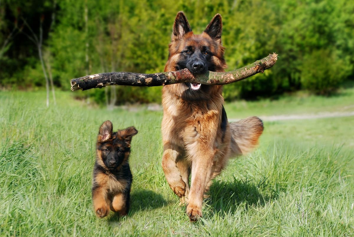 Pet Sitting Service